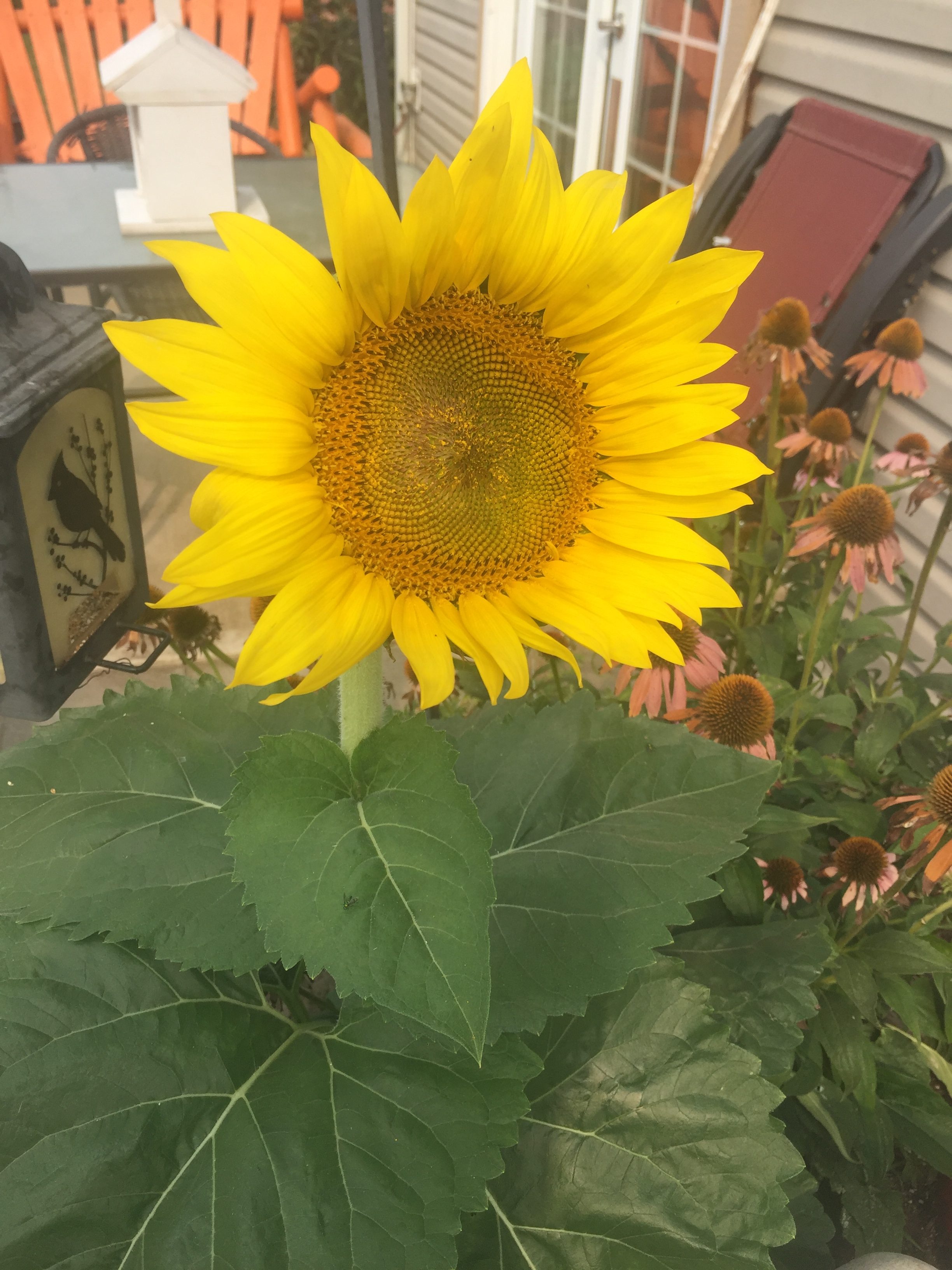 The Sunflower in My Garden