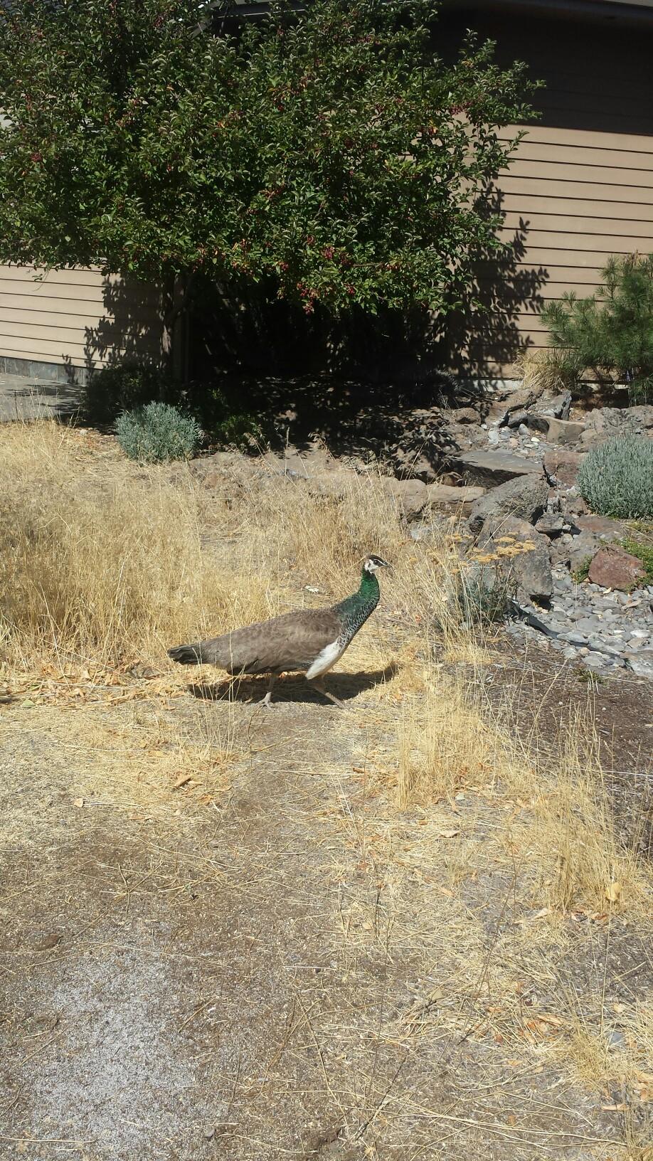 Peacock in the Desert